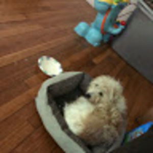 Meet your Posher, Ileana